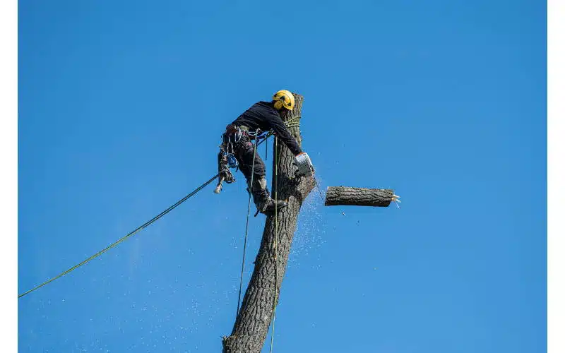 Potatura alberi in altezza e tree climbing lago di garda